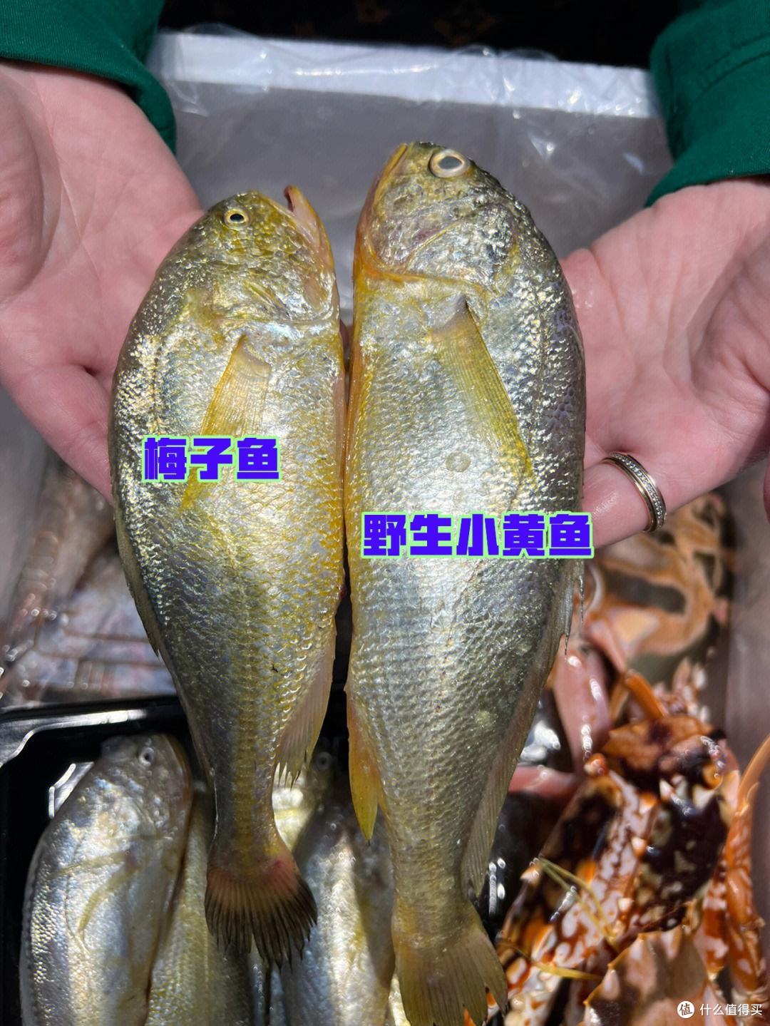 梅子鱼和小黄鱼的区别，哪种好吃？