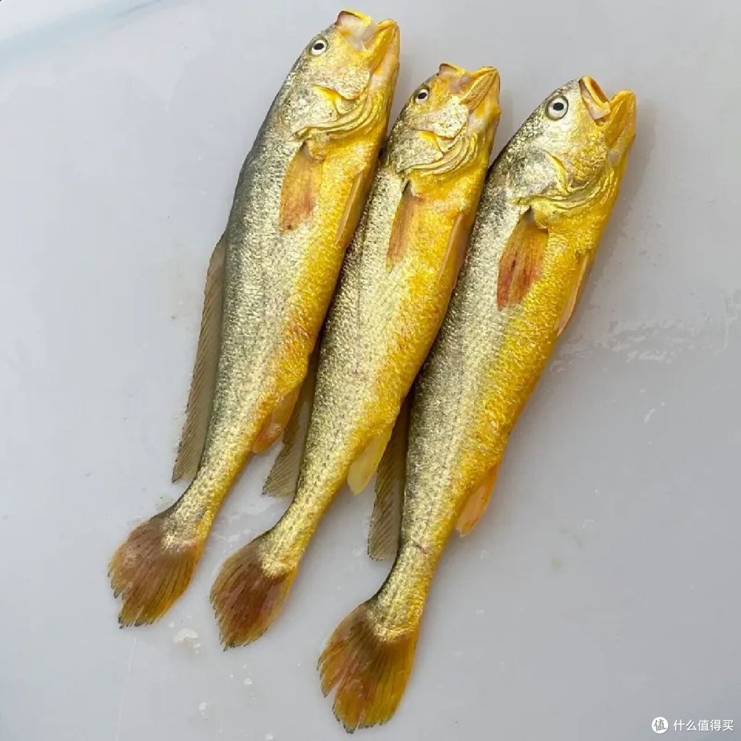 梅子鱼和小黄鱼的区别，哪种好吃？