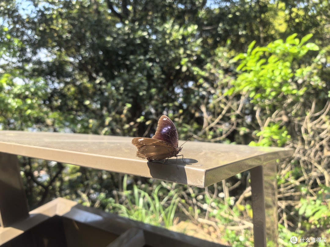 鲲鹏径十一段登上梧桐山