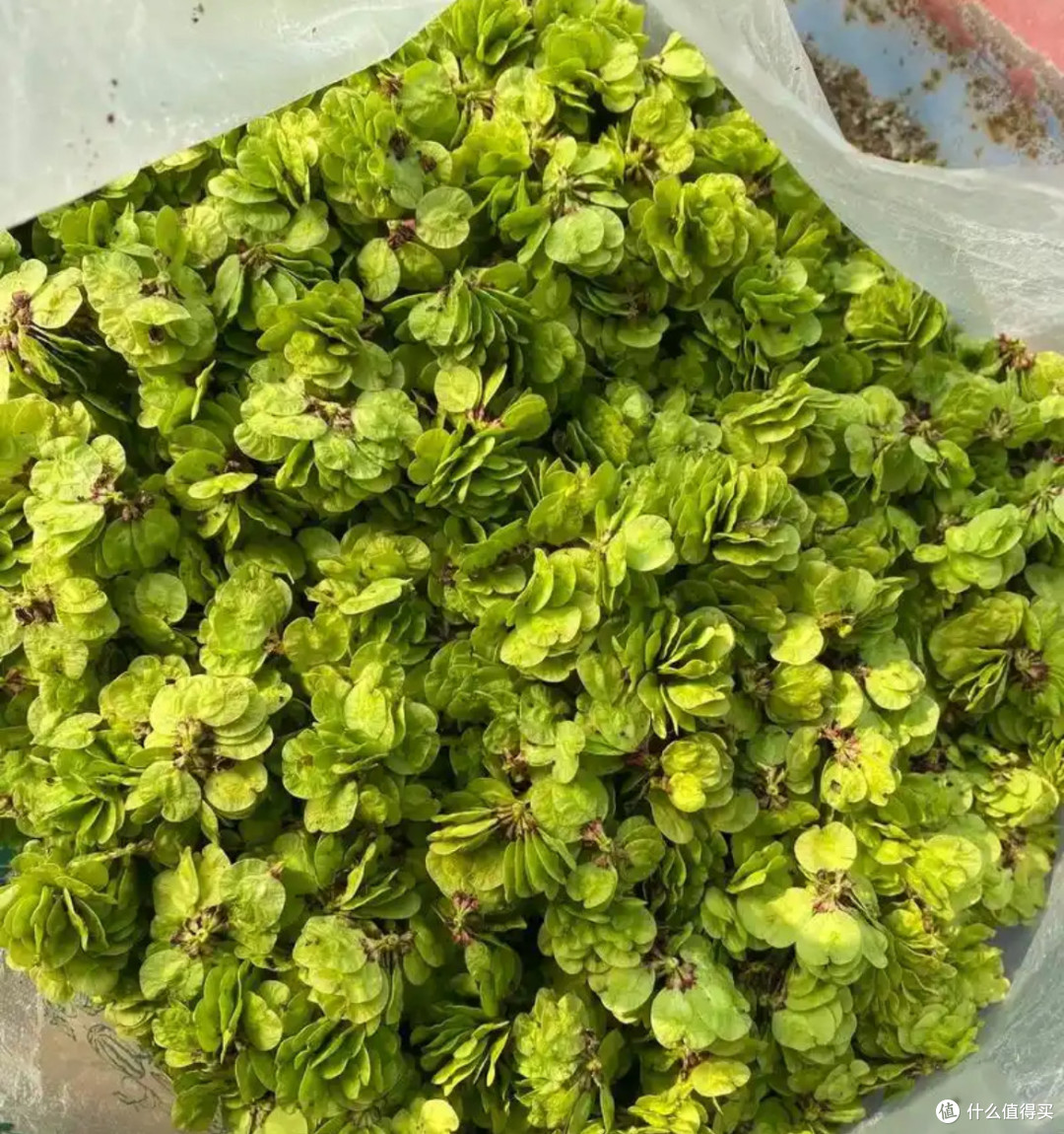 榆钱还是小时候的味道吗?一枚春叶的千年滋味