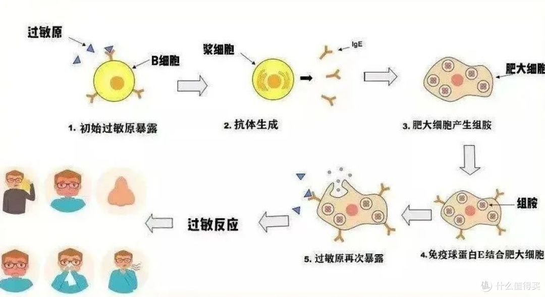 猫毛过敏症状减轻65%,早研究猫过敏原的品牌之一洛卫家