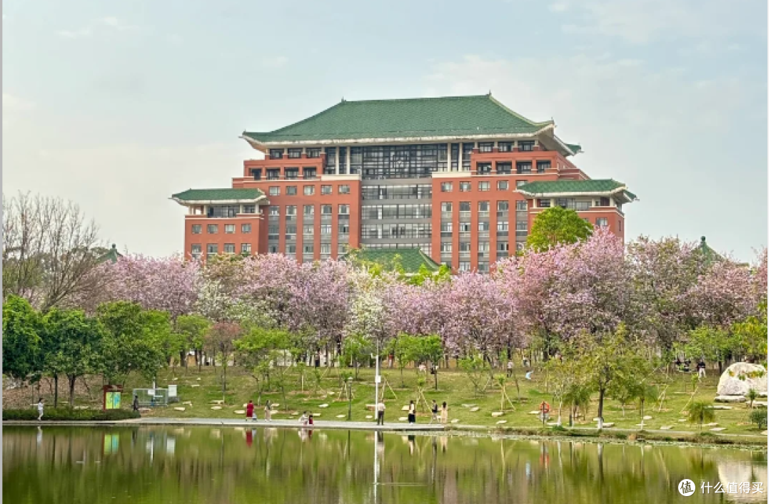 华农：紫荆花编织的浪漫秘境