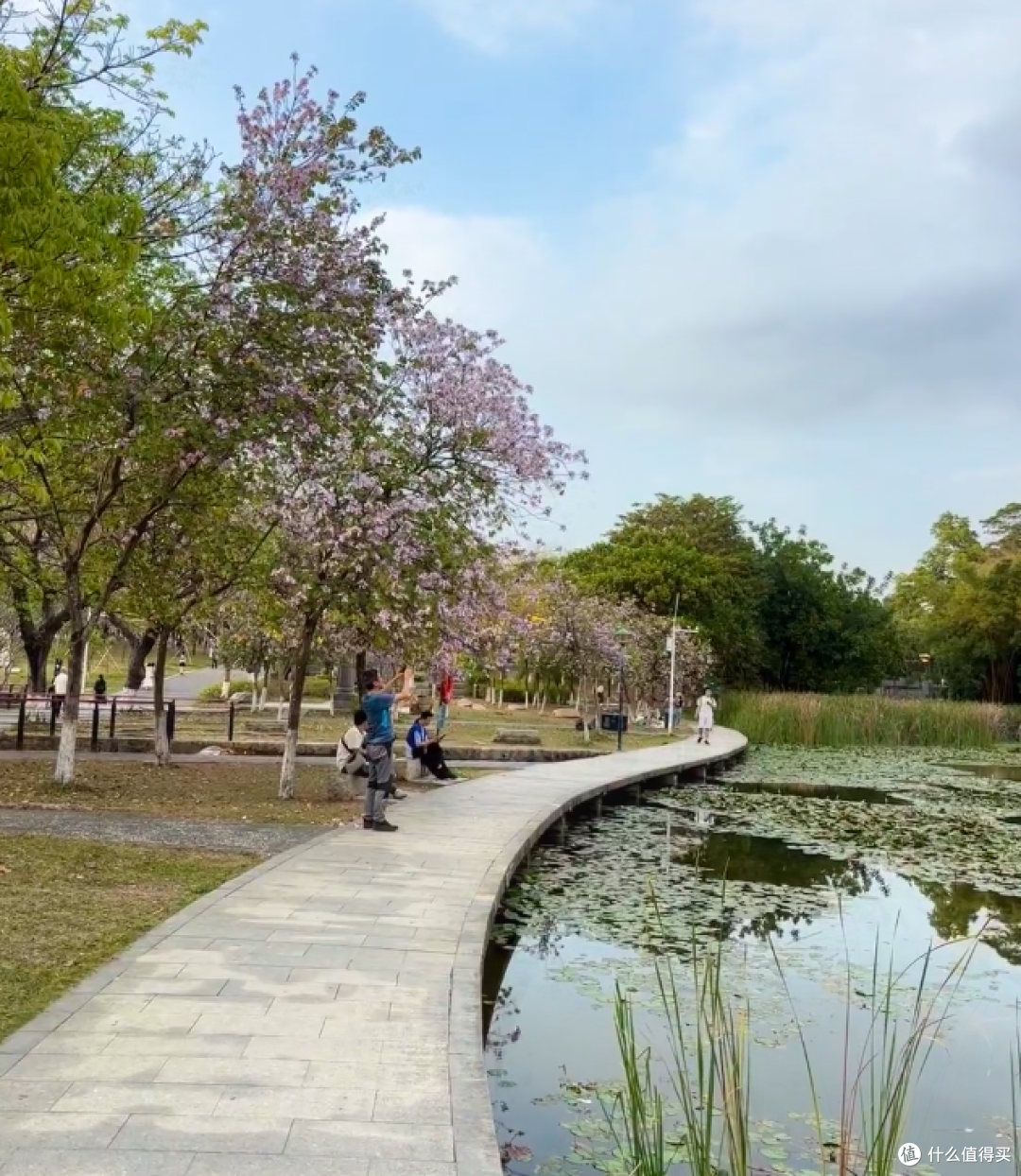 华农：紫荆花编织的浪漫秘境