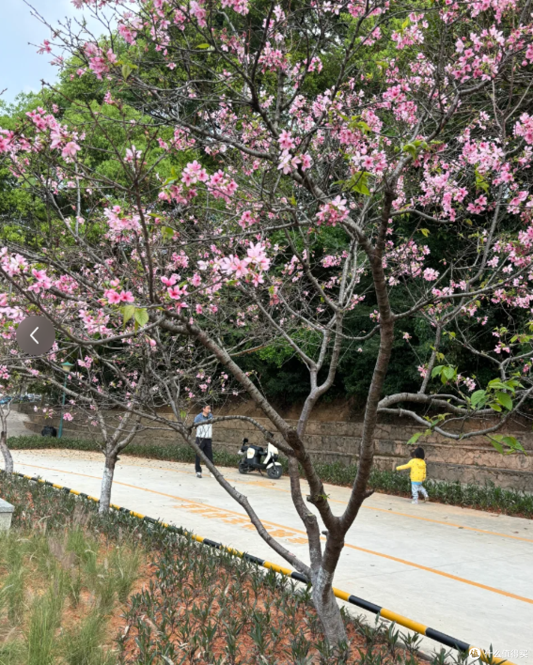 华农：紫荆花编织的浪漫秘境
