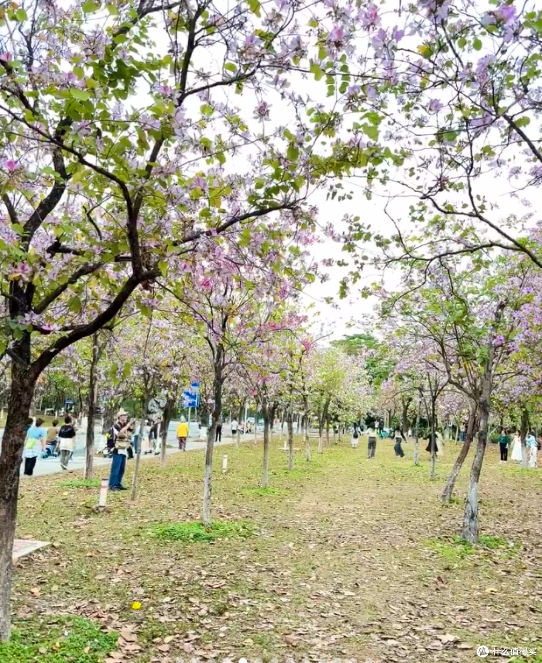 华农：紫荆花编织的浪漫秘境