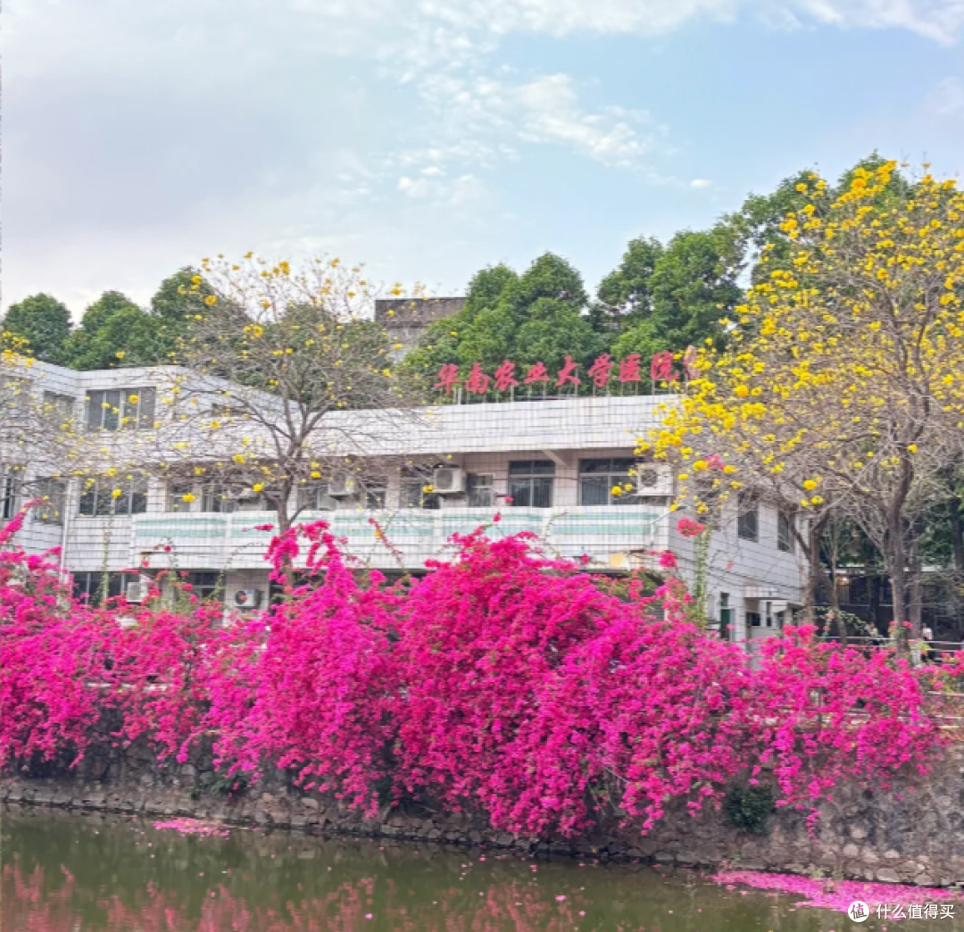 华农：紫荆花编织的浪漫秘境