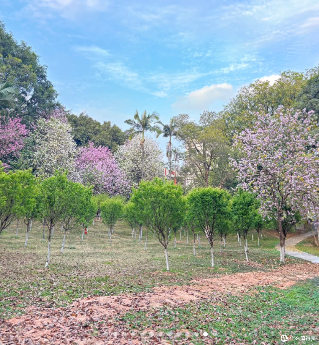 华农：紫荆花编织的浪漫秘境