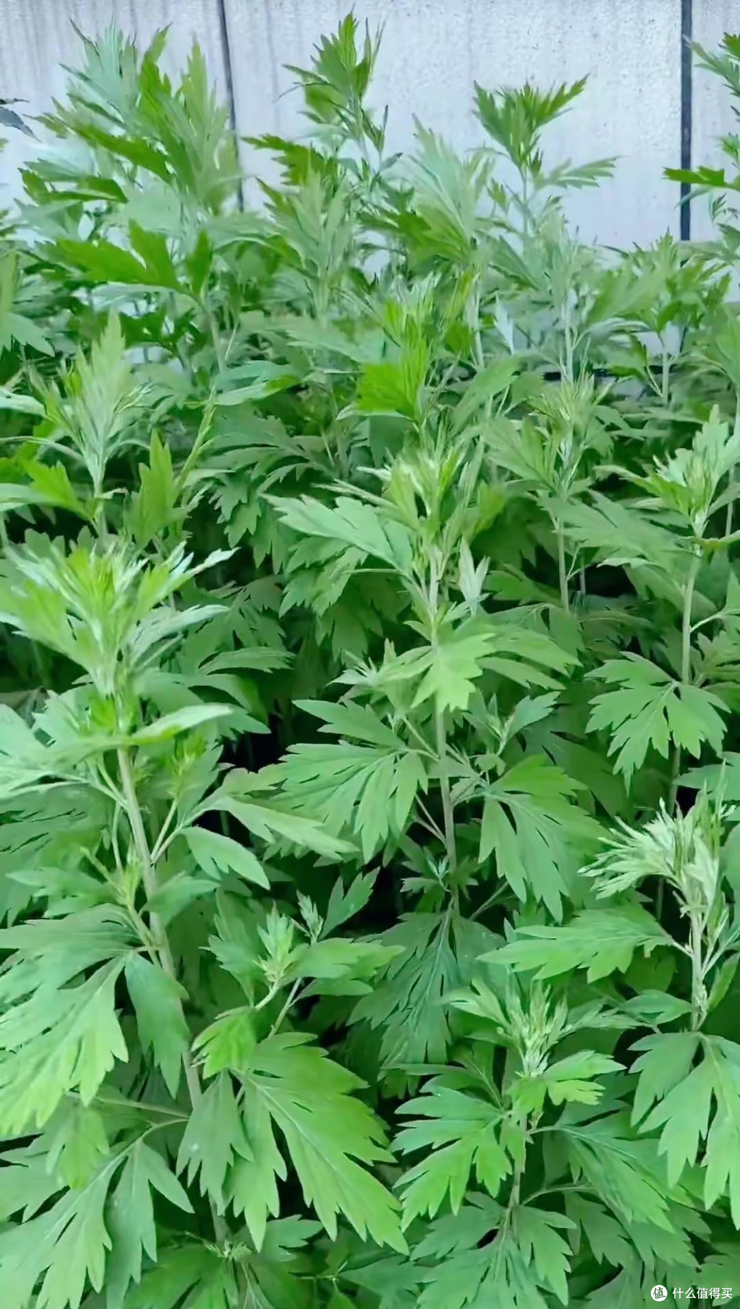 清明至,春味养身心,这些美食别错过!