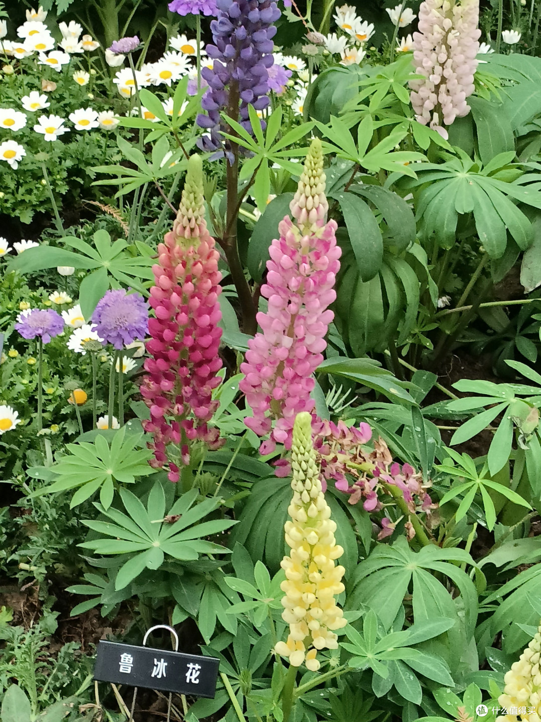 三月游钟山植物园
