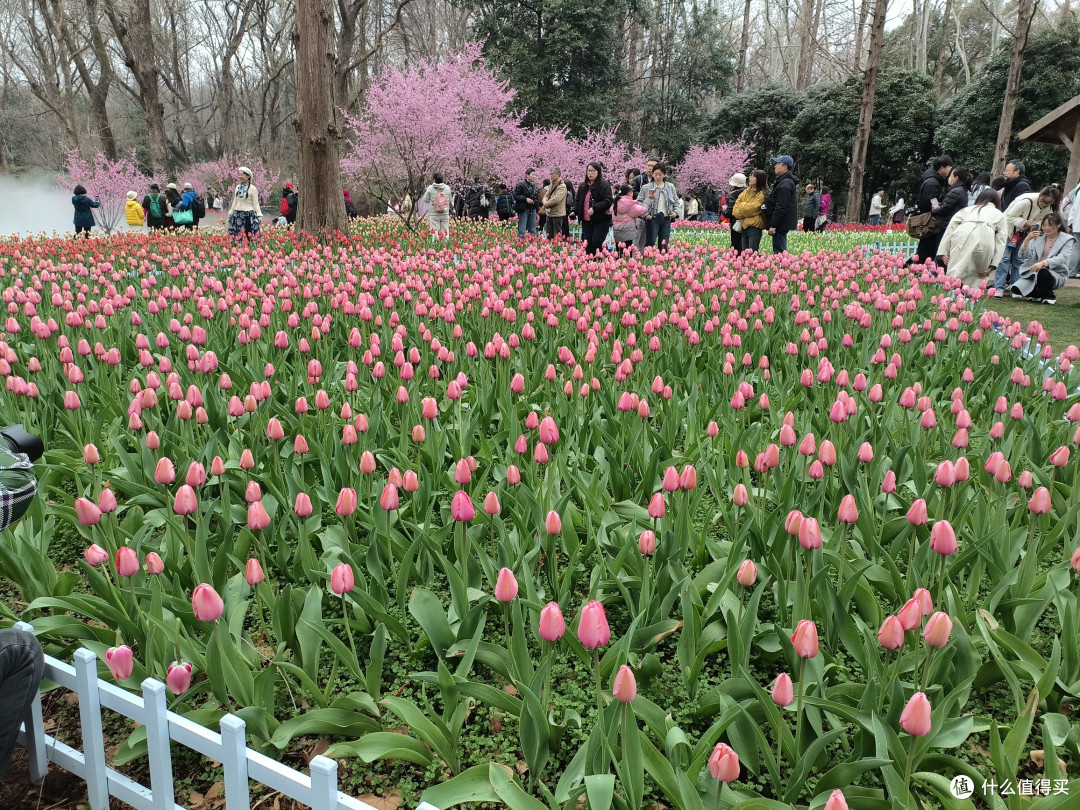 三月游钟山植物园