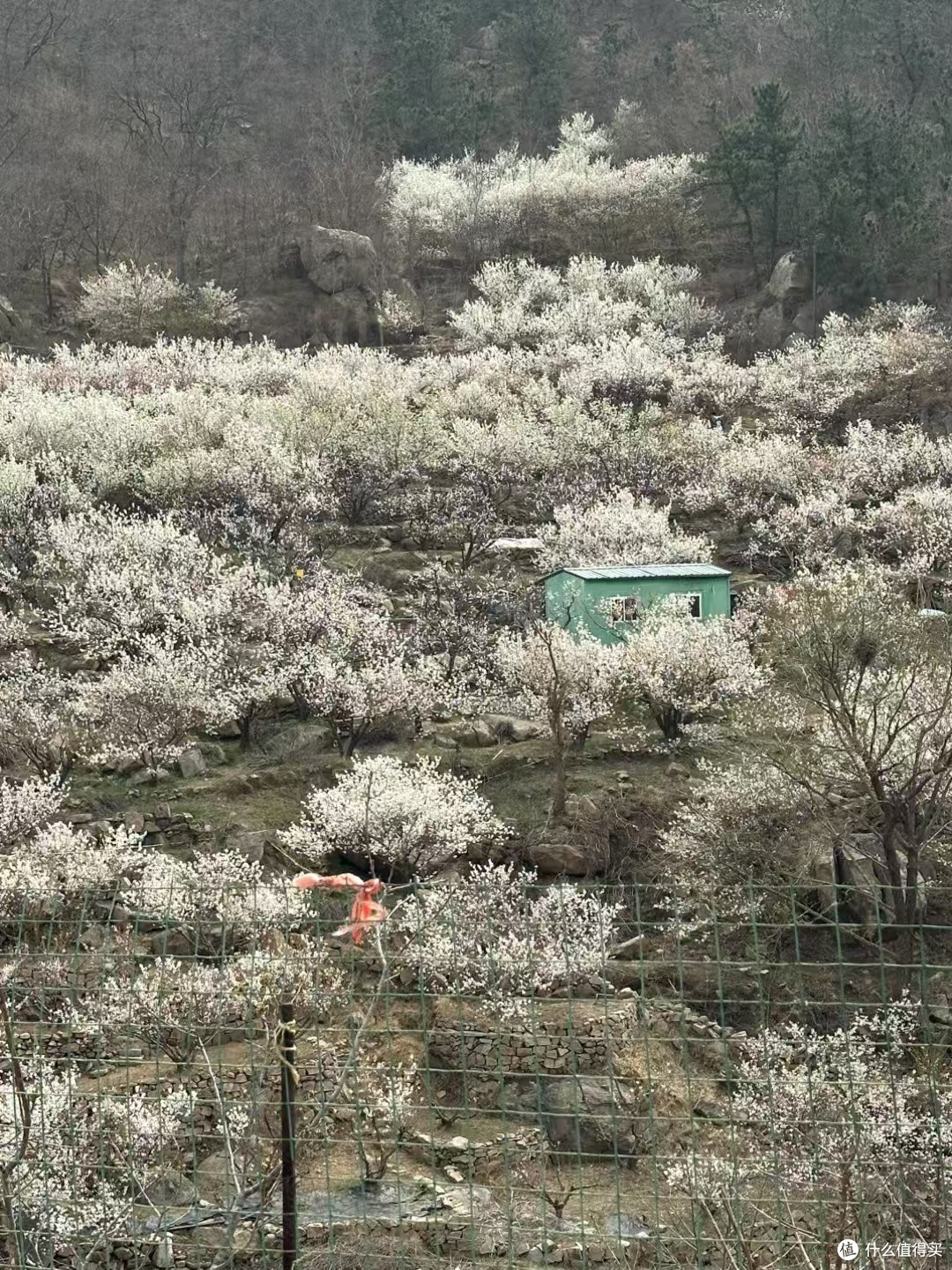 四月份青岛崂山赏花路线全攻略