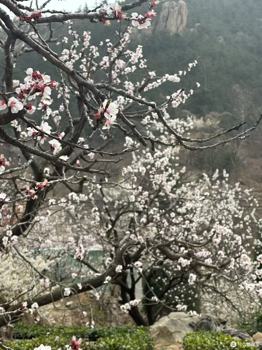 四月份青岛崂山赏花路线全攻略