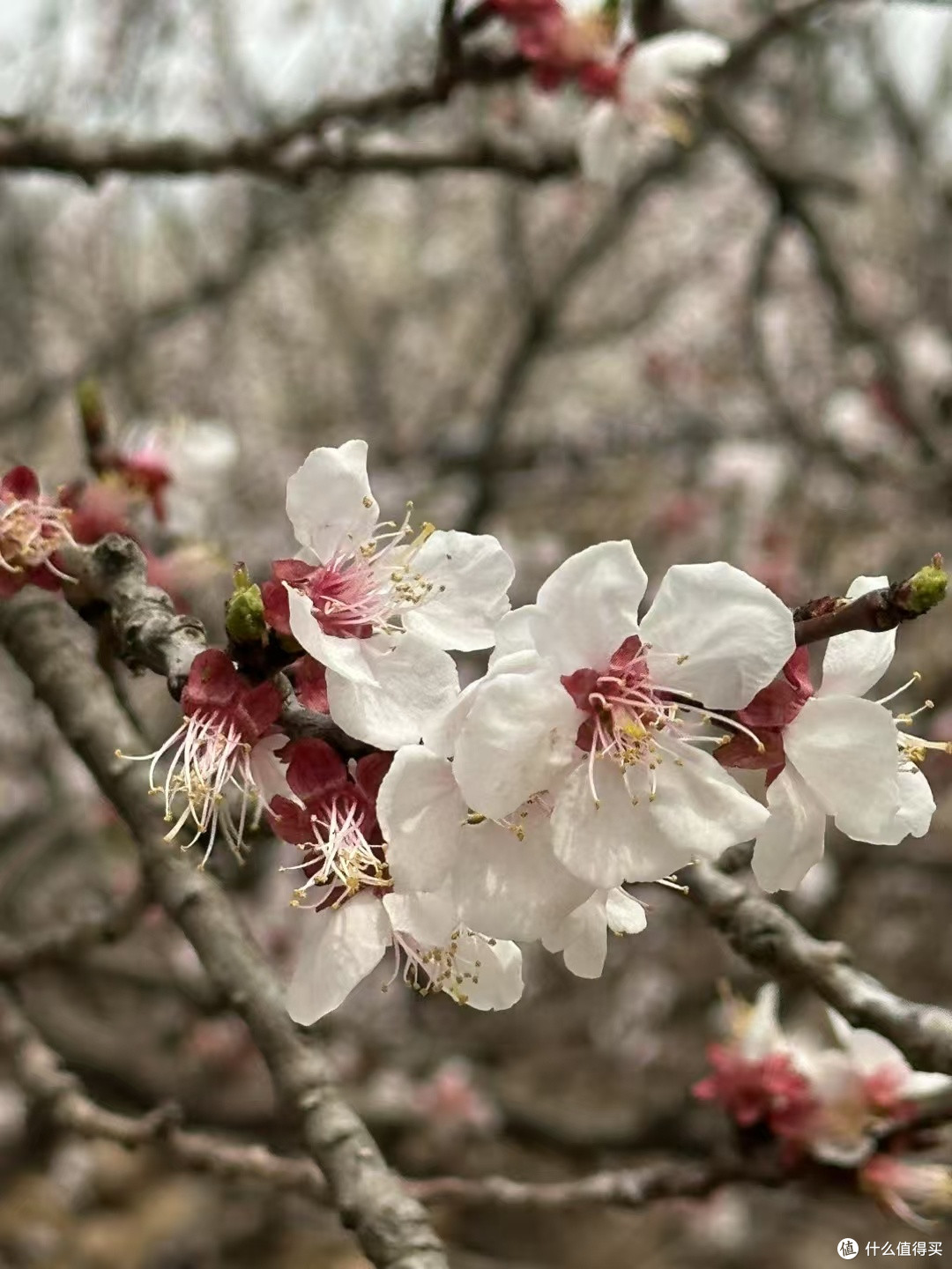 四月份青岛崂山赏花路线全攻略