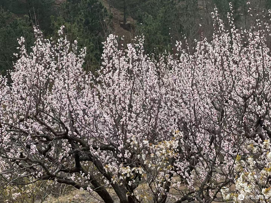 四月份青岛崂山赏花路线全攻略