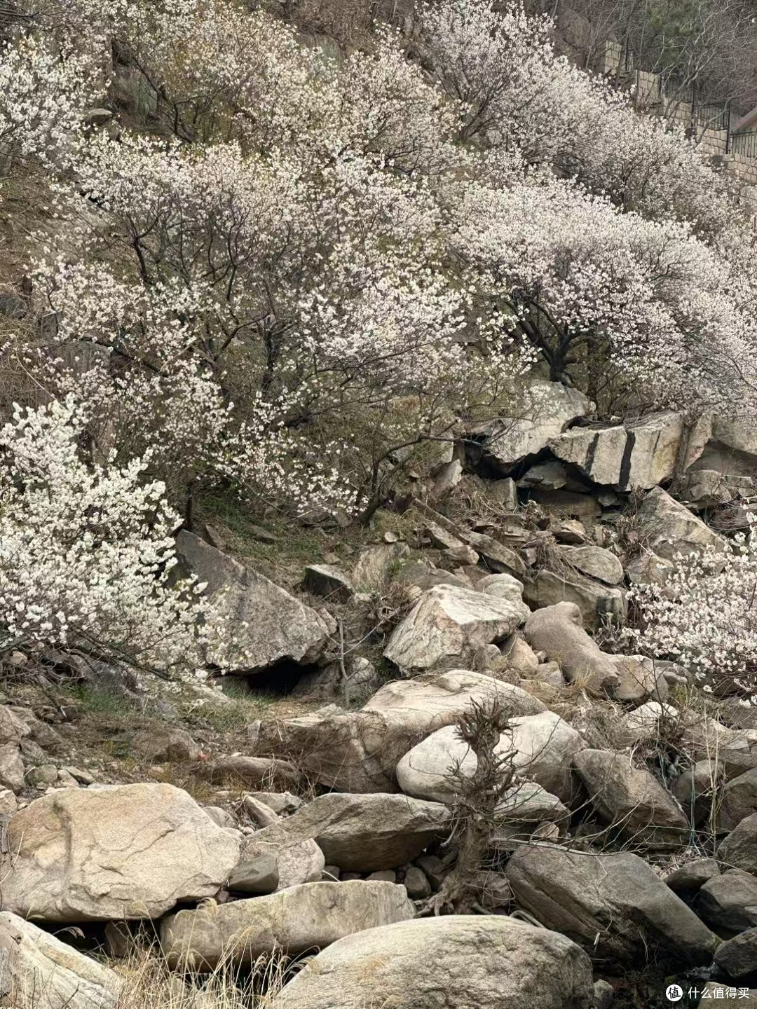 四月份青岛崂山赏花路线全攻略