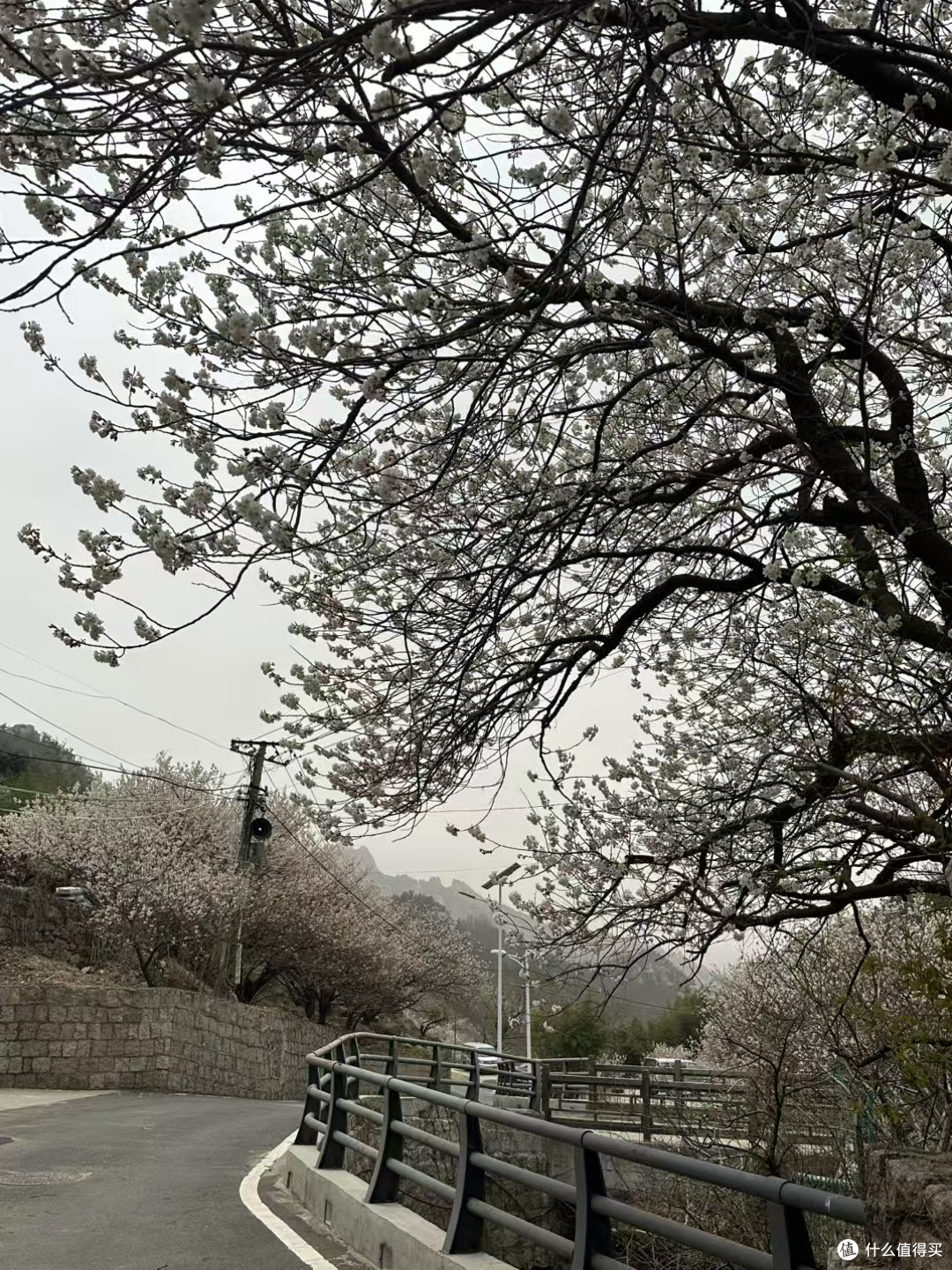四月份青岛崂山赏花路线全攻略