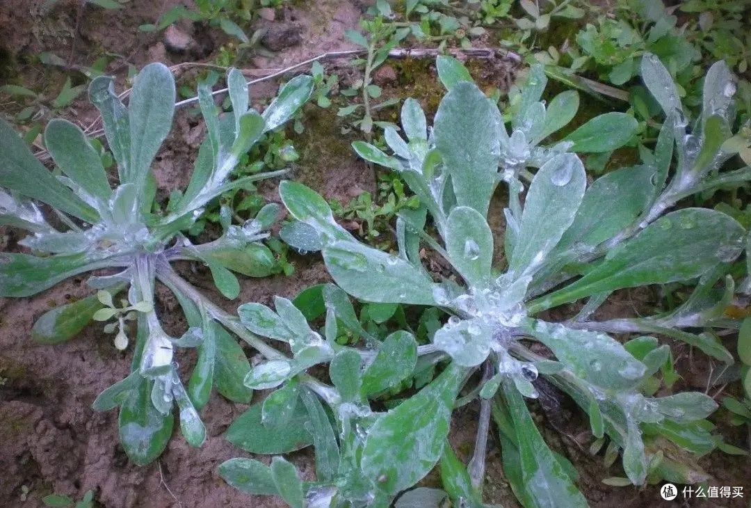 清明即至,不要错过鼠曲草,有“草中燕窝”之称,懂的人都在找它
