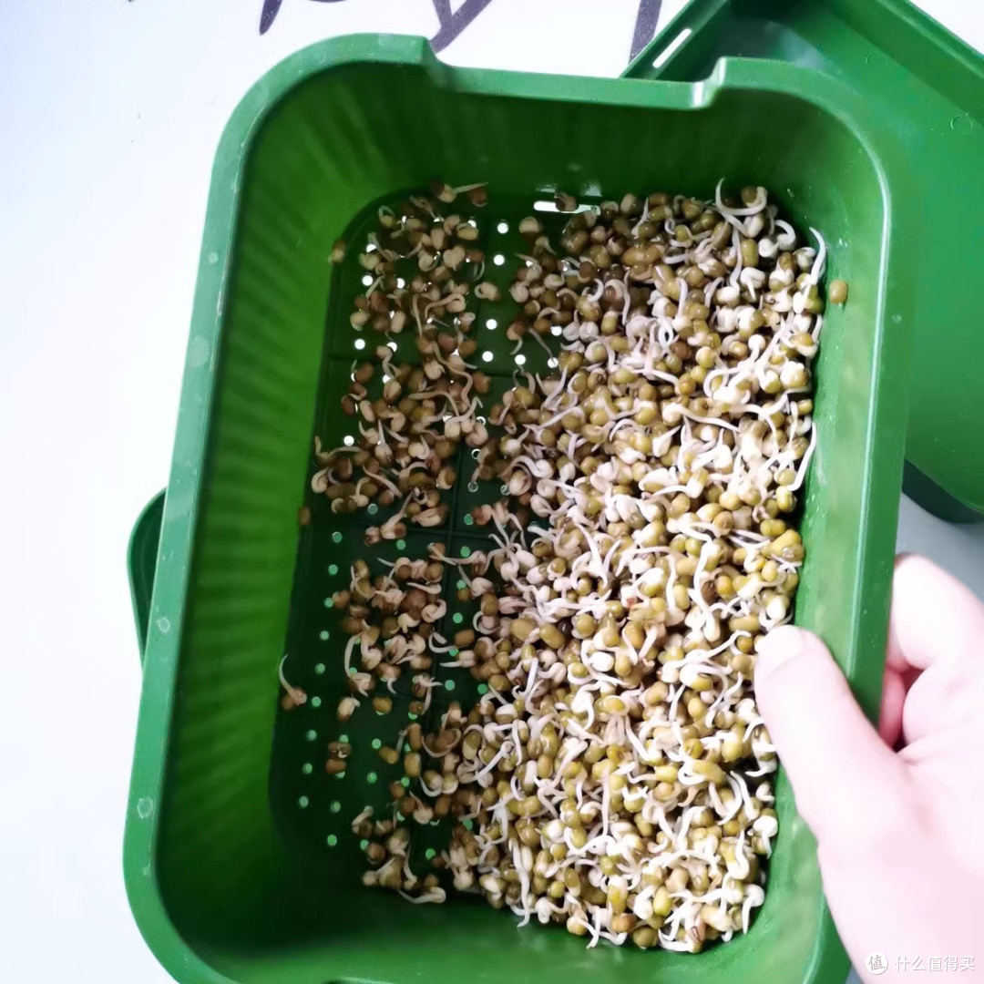 自己发豆芽