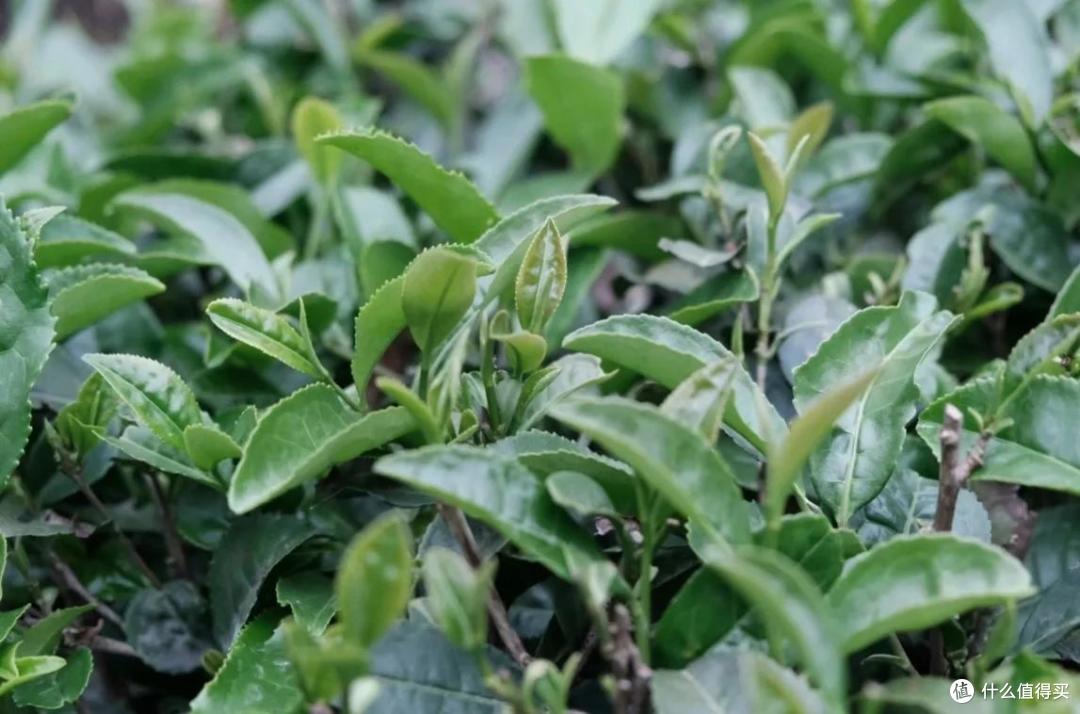 四川茶叶主产区有哪些?哪里加工的茶叶品质最好?四川茶叶推荐!