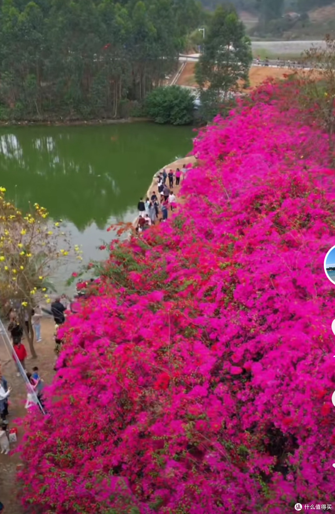 惠州春日赏花秘境，邂逅浪漫花海