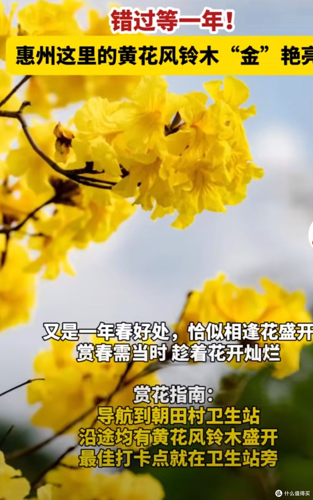 惠州春日赏花秘境，邂逅浪漫花海