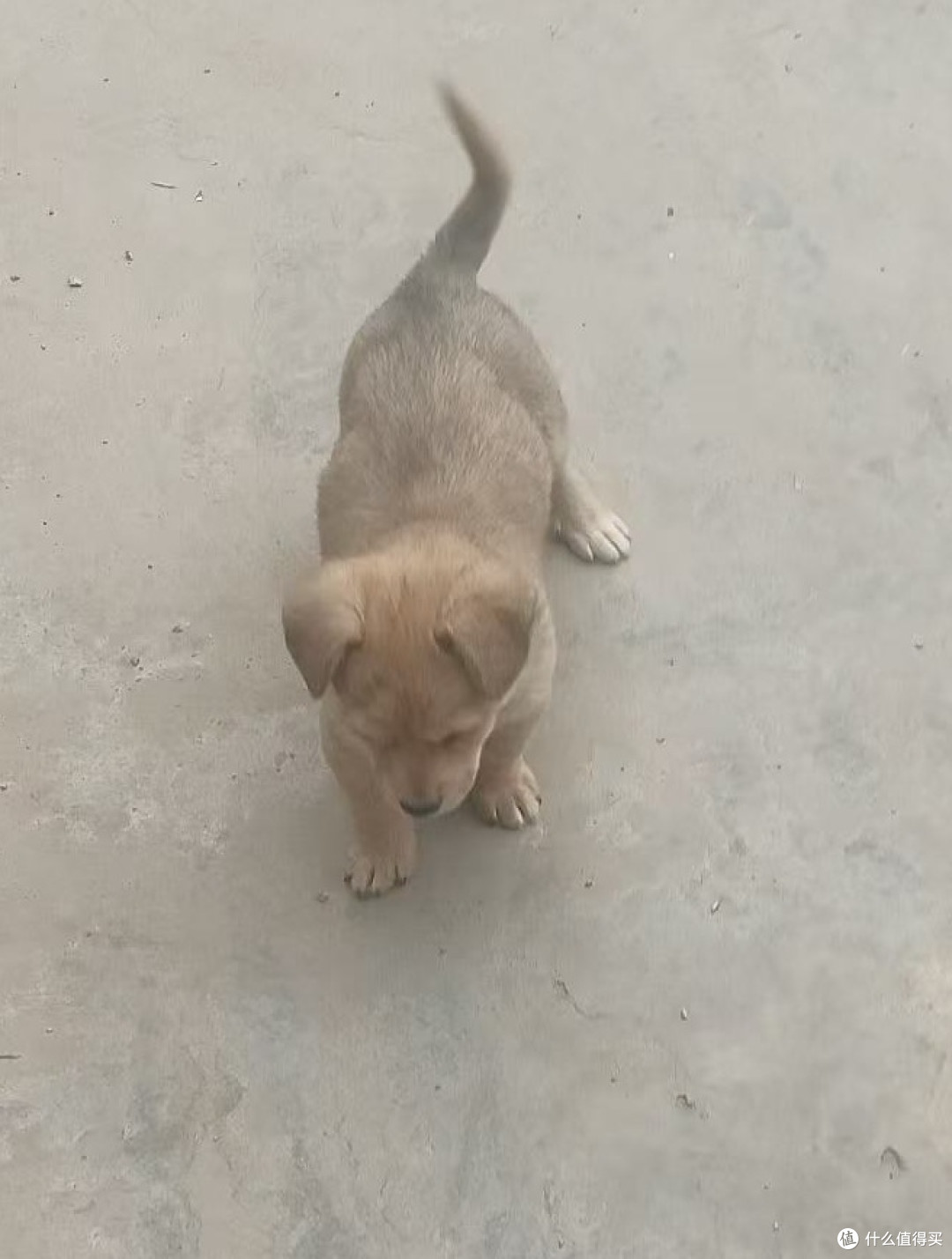 一个月大的小黄狗