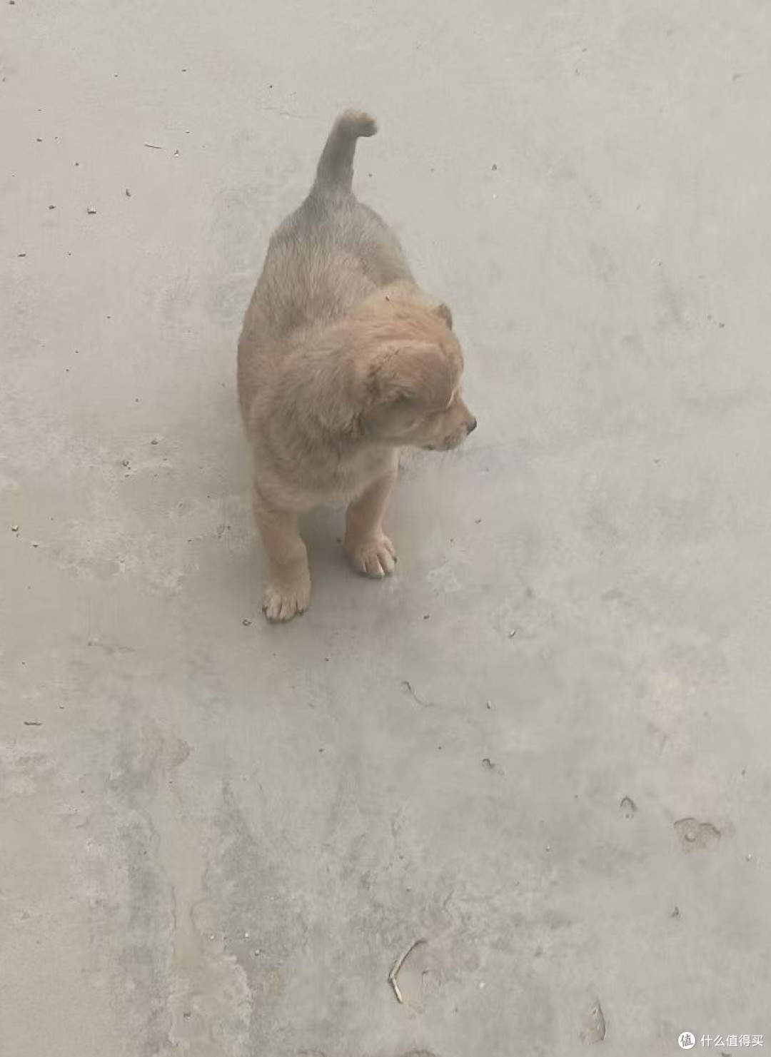 一个月大的小黄狗