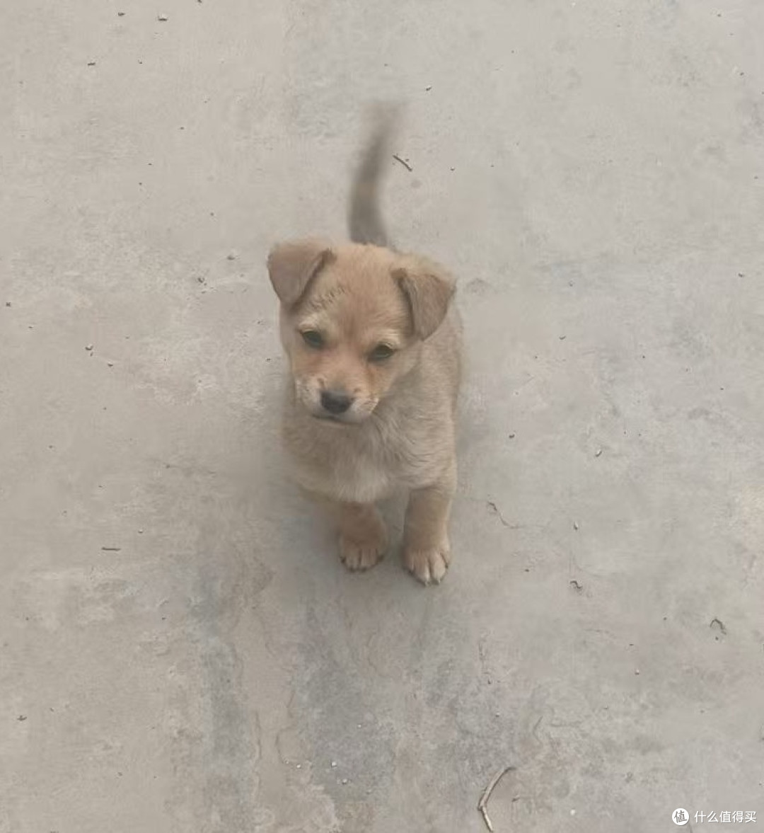 一个月大的小黄狗