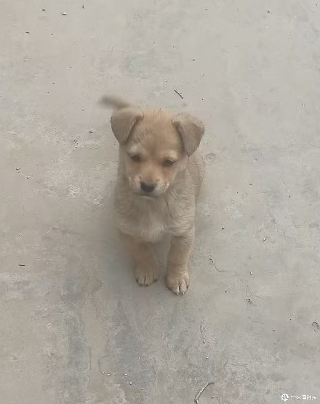 一个月大的小黄狗