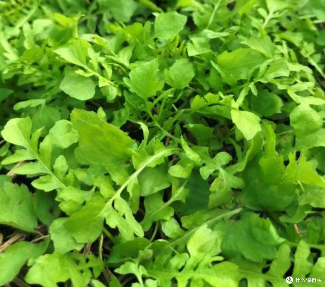 春季野菜正当季:探索荠菜的食谱与健康益处