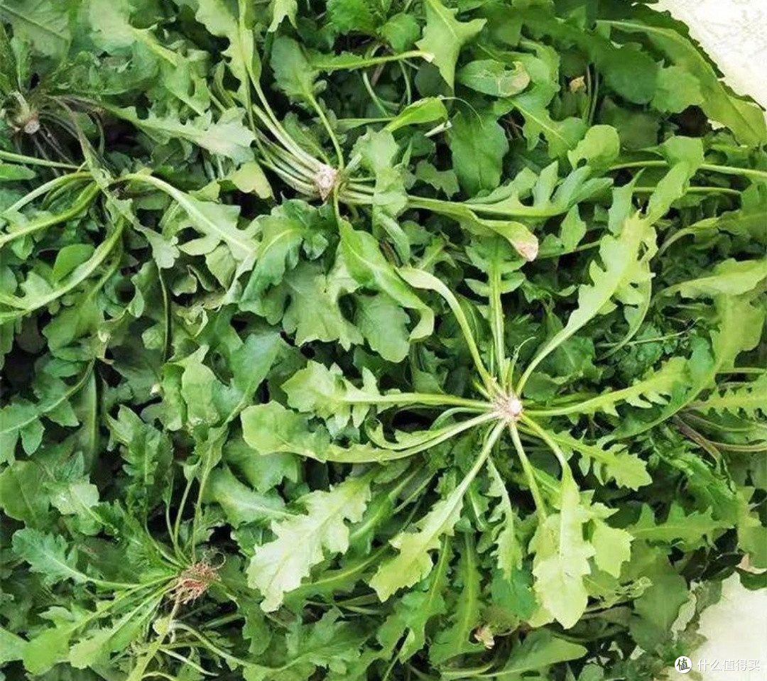 春季野菜正当季:探索荠菜的食谱与健康益处