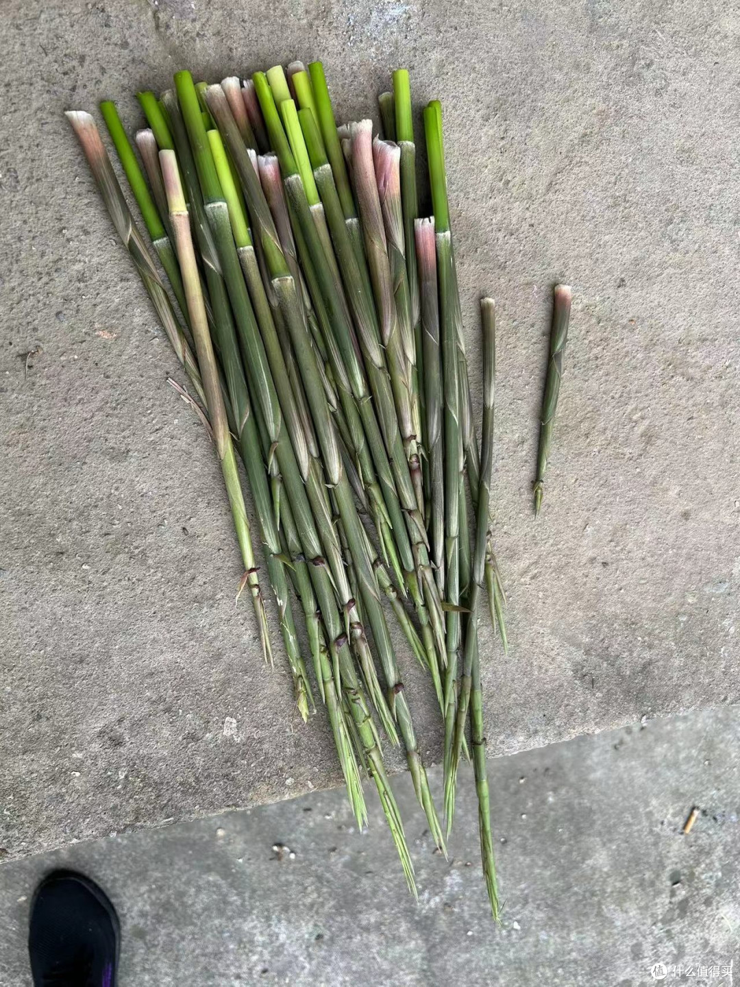 清民养生,建议试试竹笋炒蛋~鲜香可口