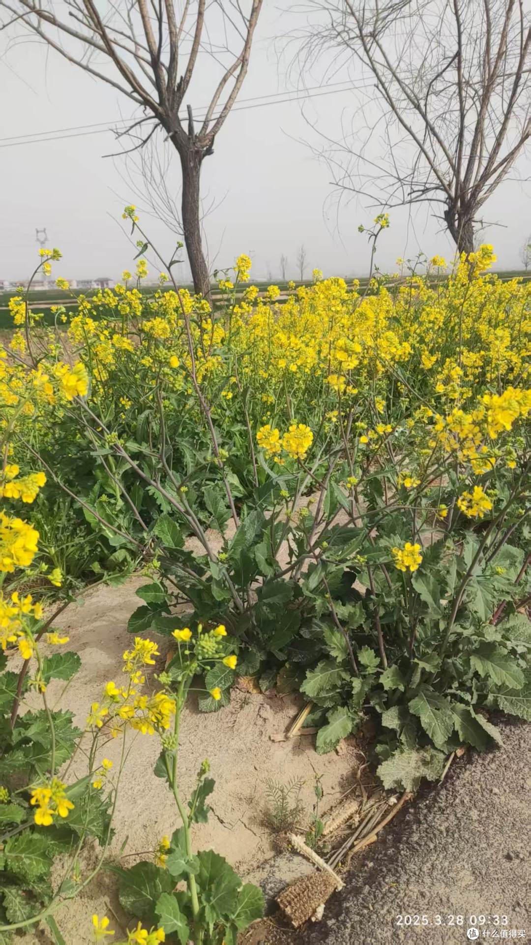 春天的油菜花田:灿烂生辉,美丽极了