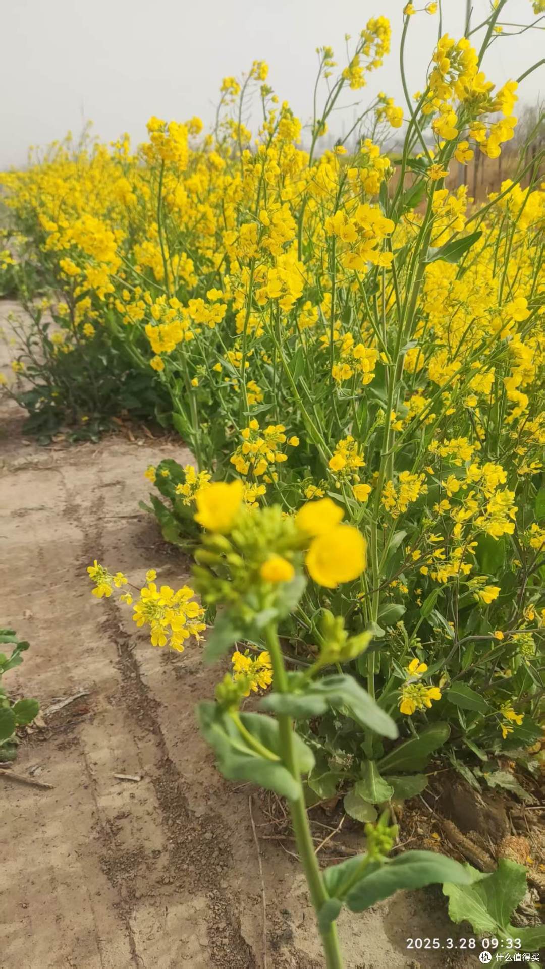 春天的油菜花田:灿烂生辉,美丽极了