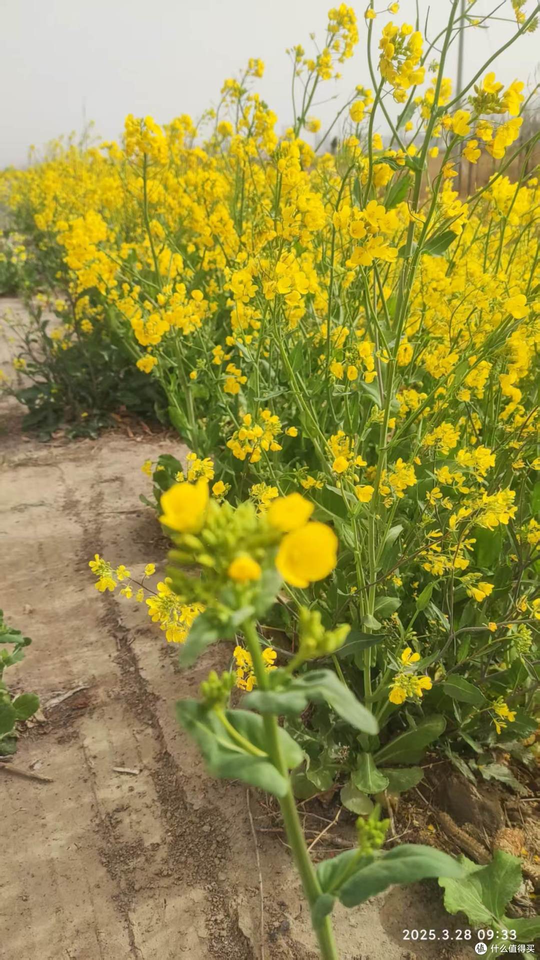 春天的油菜花田:灿烂生辉,美丽极了