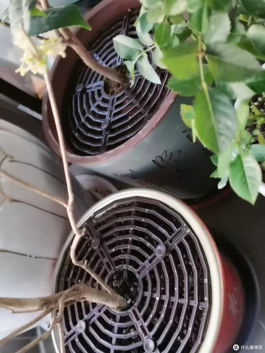 花盆防猫抓保护罩使用心得