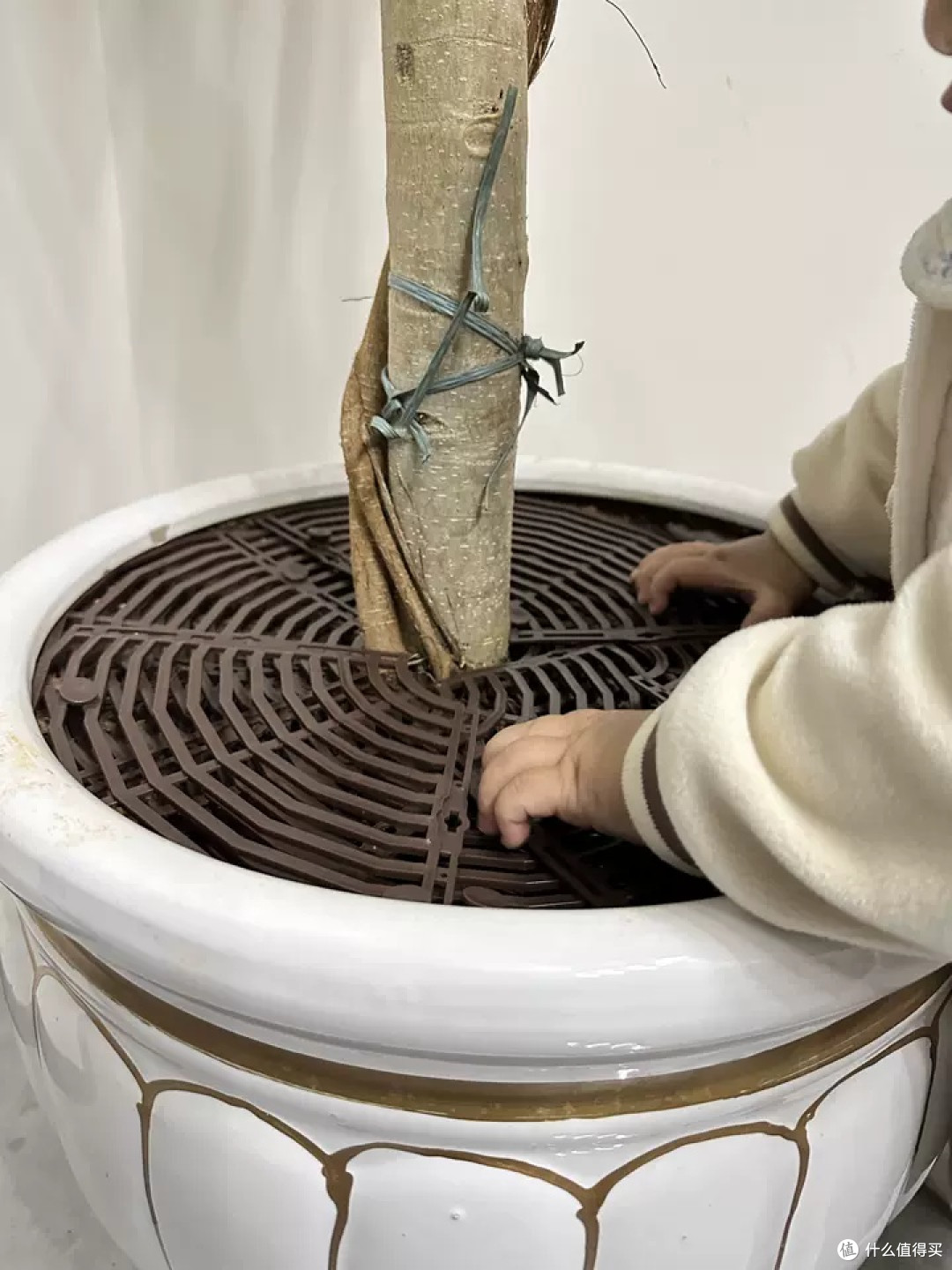 花盆防猫抓保护罩使用心得