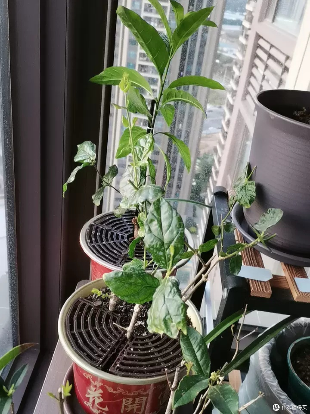 花盆防猫抓保护罩使用心得