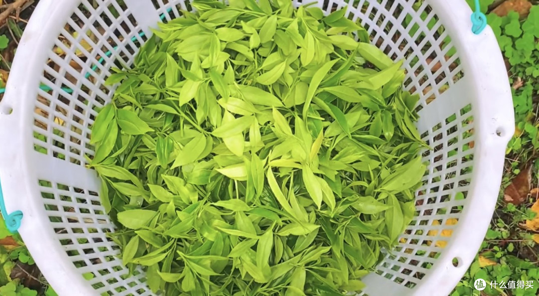 清明奇遇:采鸭屎香单枞,饮春日芬芳