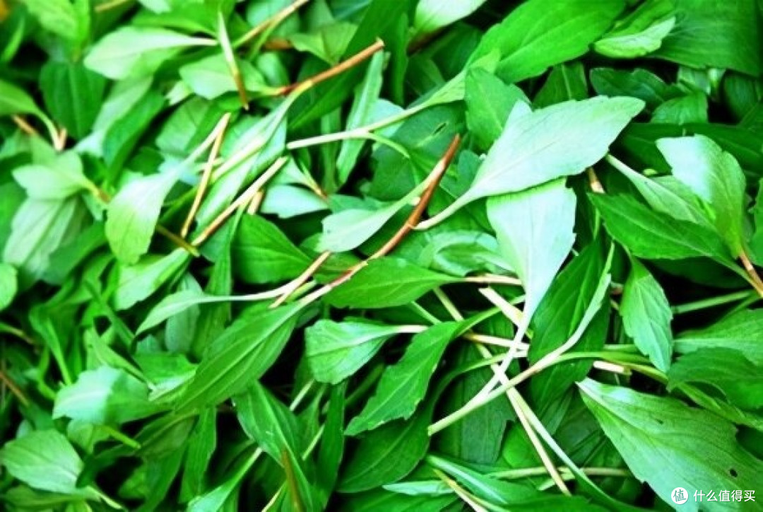 春日野菜明星马兰头:养生界的“低调高手”