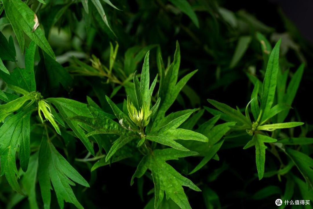 4月，必吃的10种春菜！错过再等一年