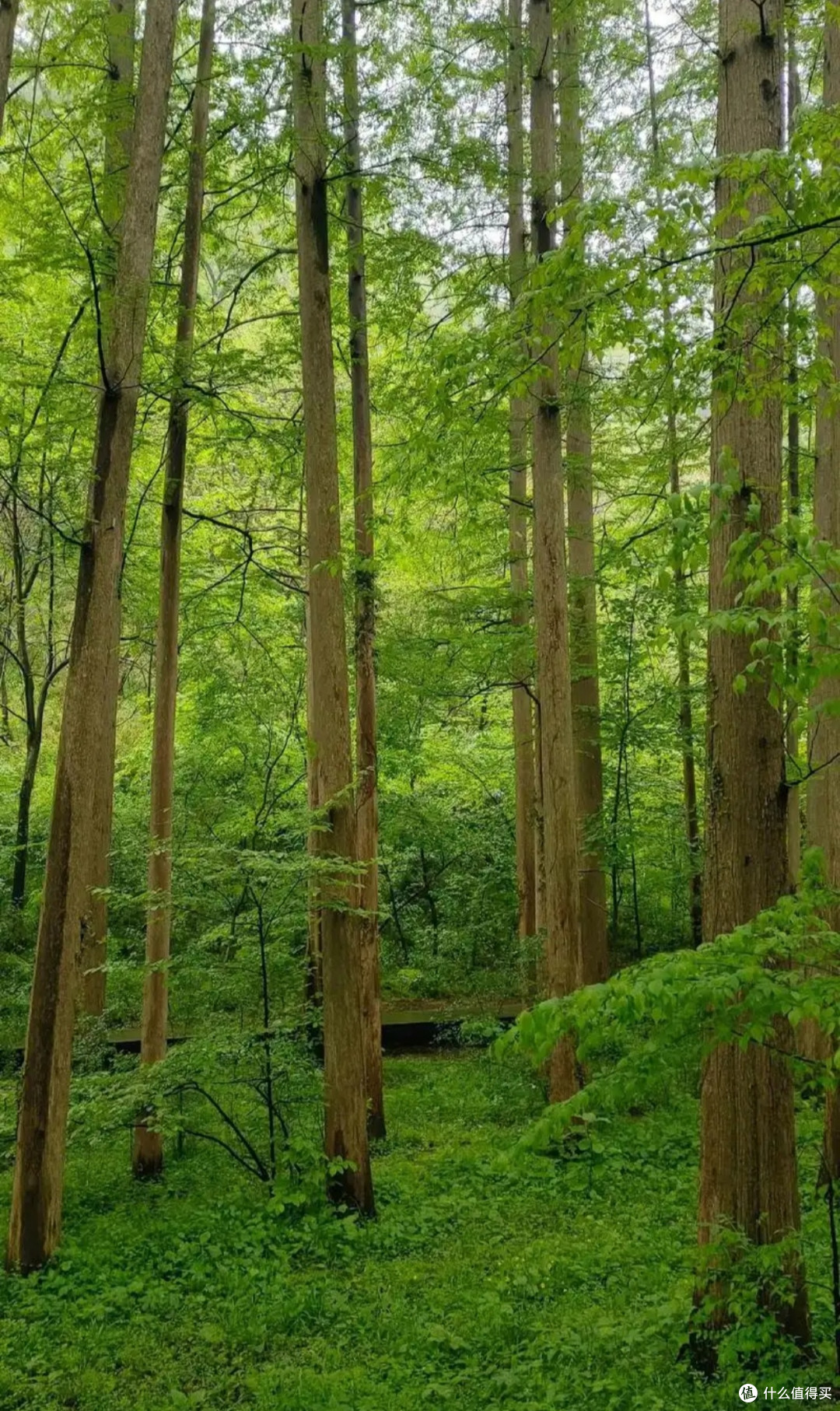 户外野餐新体验:探索城市周边的秘密野餐地,分享美食与美景;