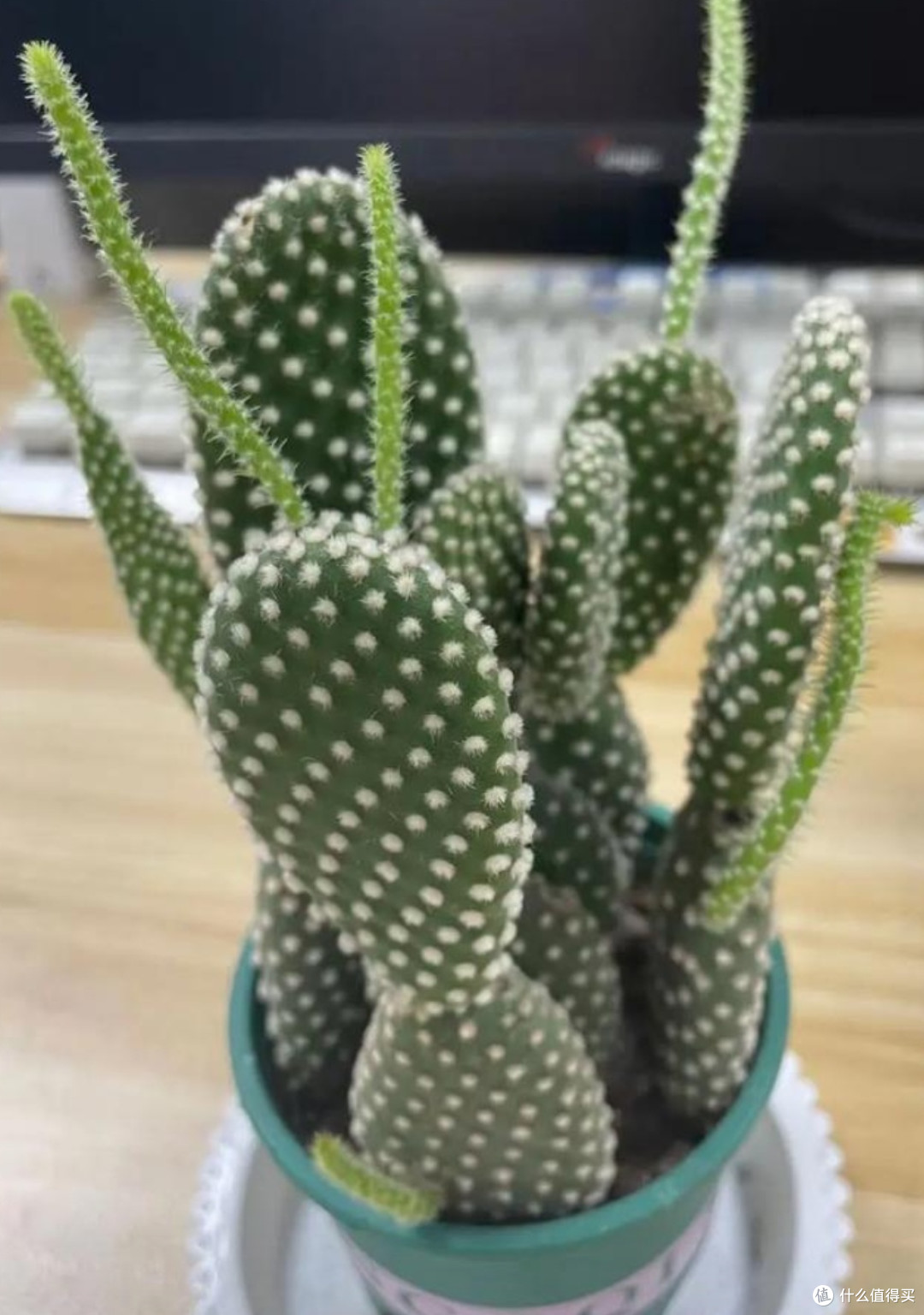 闲鱼翻车小物件