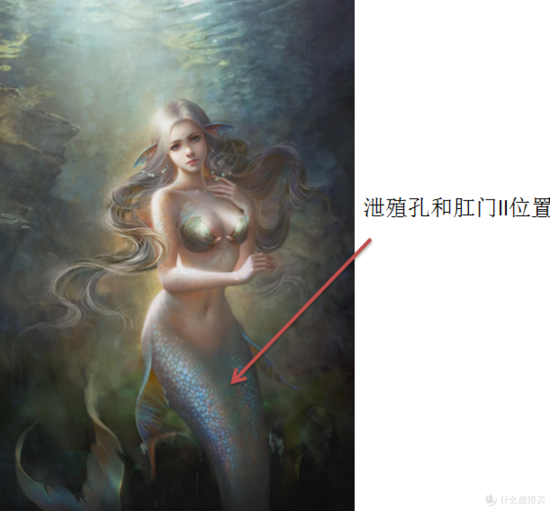 《美人鱼》人鱼之恋背后的隐秘情事