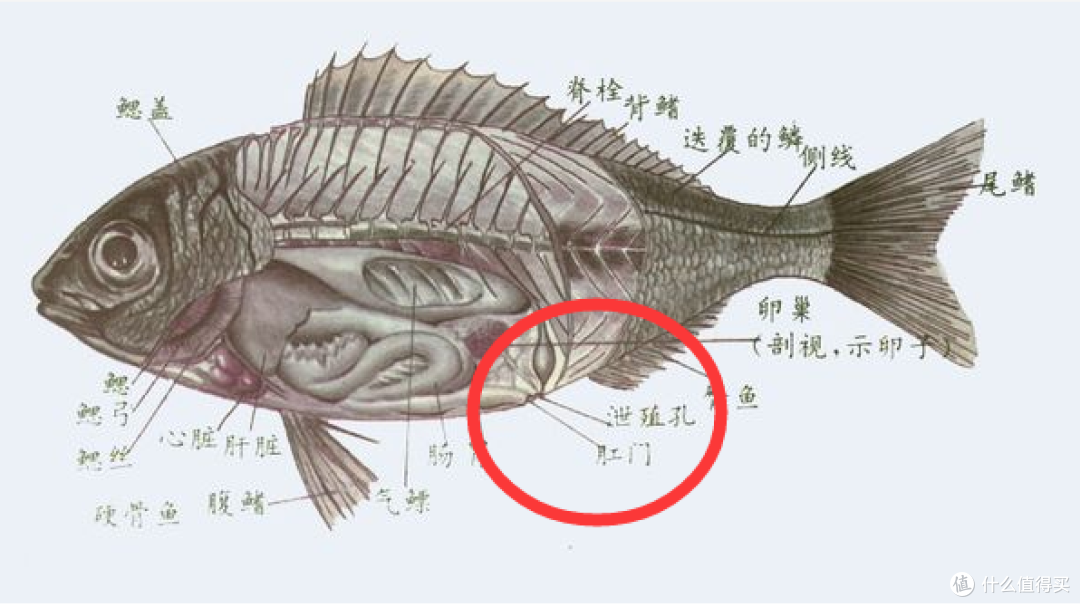 《美人鱼》人鱼之恋背后的隐秘情事