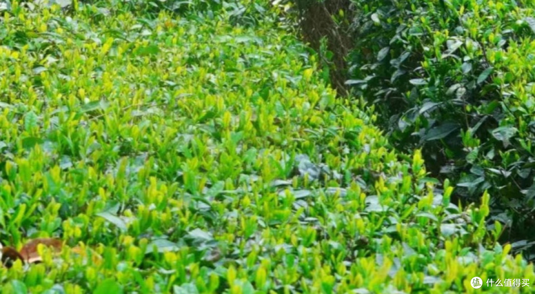 清明时节九真山采茶