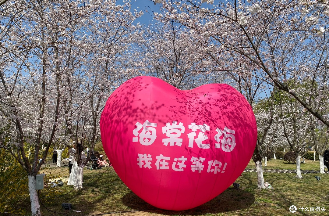 合肥海棠:春日花海中的粉色绮梦