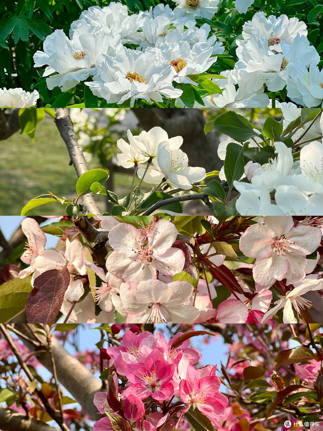 4月上海植物园赏花全攻略丨错过等一年!