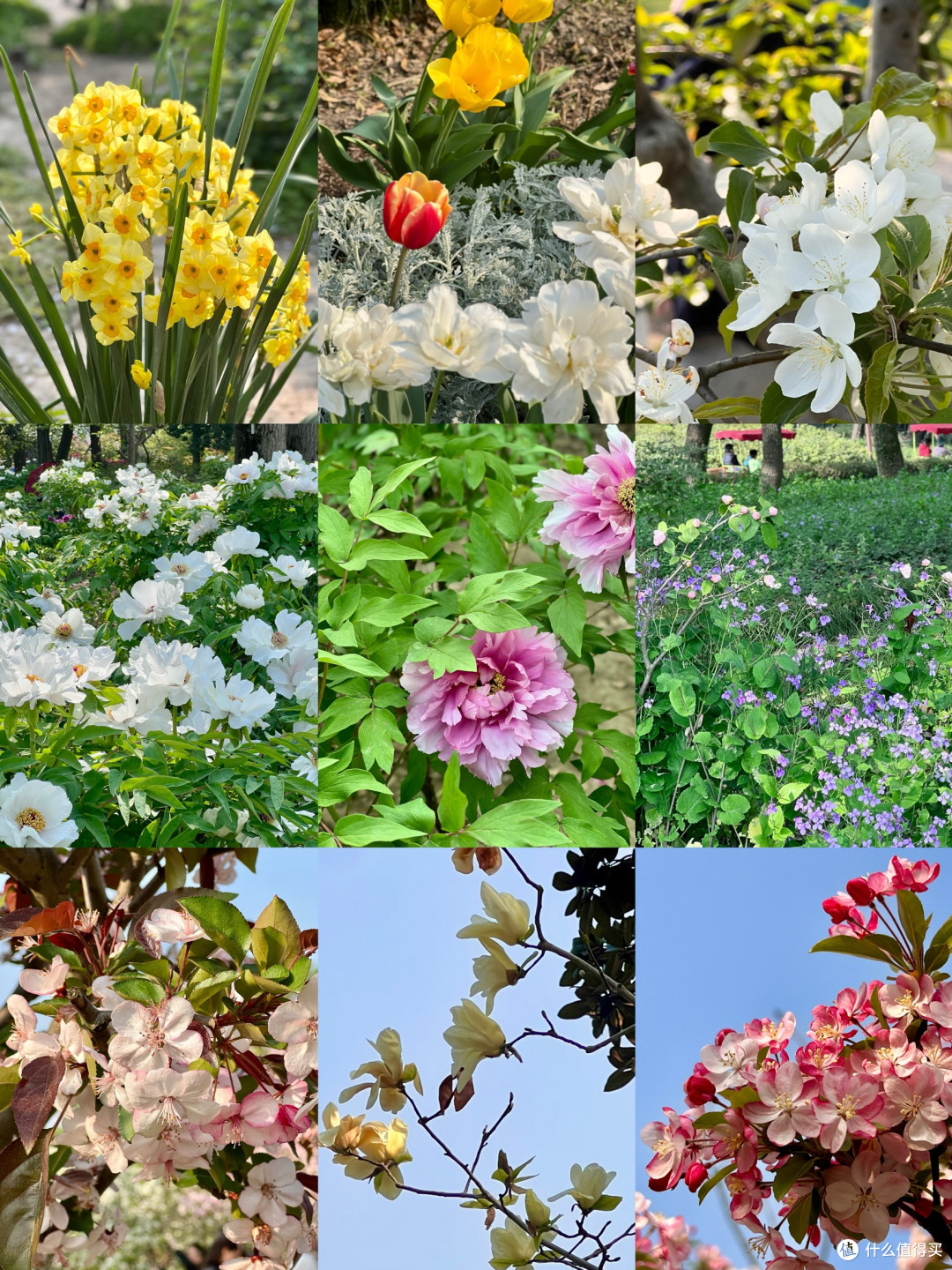 4月上海植物园赏花全攻略丨错过等一年!