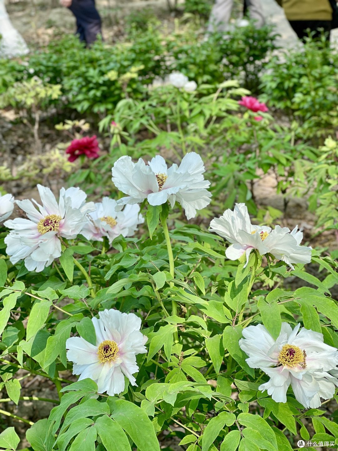 4月上海植物园赏花全攻略丨错过等一年!
